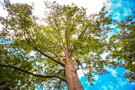 Best Lawn Disease Treatment  in Marshallton, PA