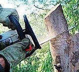 Best Root Management and Removal  in Marshallton, PA