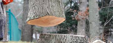 Best Tree Risk Assessment  in Marshallton, PA