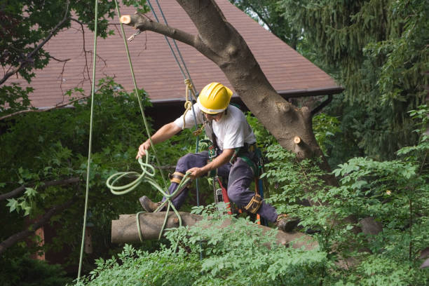 Best Tree Health Inspection  in Marshallton, PA