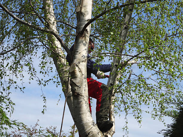 Best Utility Line Clearance  in Marshallton, PA