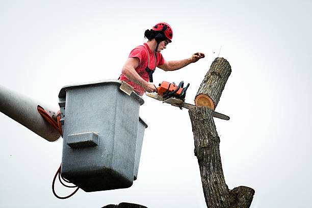 Best Tree Trimming and Pruning  in Marshallton, PA