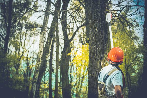 Best Storm Damage Tree Cleanup  in Marshallton, PA